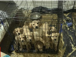 Rumah Airbnb Kacau Dipenuhi Kotoran, Anjing, dan Sampah