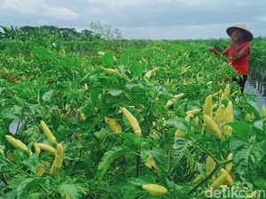 Nasib Petani Desa Bener Klaten: Padi Gagal Panen, Cabai Pun Disikat Tikus