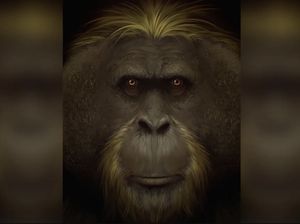 Misteri Kera Terbesar yang Pernah Ada, King Kong di Dunia Nyata Misteri Kera Terbesar yang Pernah Ada, King Kong di Dunia Nyata