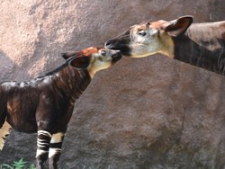 Unik! Hewan Ini Berbentuk Mirip Jerapah Tapi Berbadan Zebra, Kok Bisa Ya