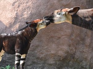Okapi, Hewan Unik Mirip Jerapah-Berbadan Zebra Okapi, Hewan Unik Mirip Jerapah-Berbadan Zebra