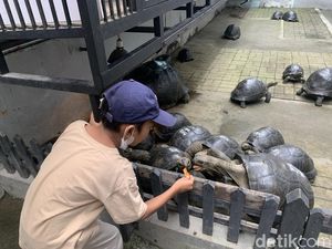 Serunya Lihat Koleksi Kura-kura di Medan, Bisa Foto-Beri Makan
