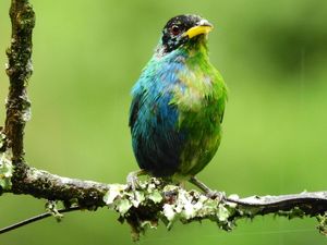 Burung Super Langka Setengah Jantan-Setengah Betina Ditemukan di Kolombia