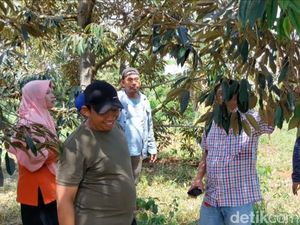 Surga Durian! Ini 5 Desa Wisata di Jatim Buat si Pencinta Durian Surga Durian! Ini 5 Desa Wisata di Jatim Buat si Pencinta Durian