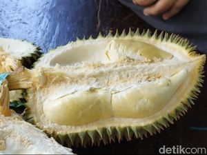 Nikmati Sensasi Petik Durian 4 Varian di Lamongan, Ada Montong-Musangking Nikmati Sensasi Petik Durian 4 Varian di Lamongan, Ada Montong-Musangking