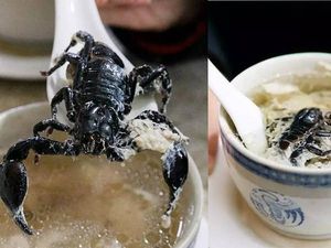 Ekstrem! 5 Makanan Enak dan Populer Ini Pakai Topping Kalajengking Ekstrem! 5 Makanan Enak dan Populer Ini Pakai Topping Kalajengking