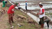 Melihat Tradisi Gropyokan, Jurus Petani di Cirebon Basmi Hama Tikus