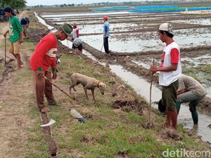 Melihat Tradisi Gropyokan, Jurus Petani di Cirebon Basmi Hama Tikus Melihat Tradisi Gropyokan, Jurus Petani di Cirebon Basmi Hama Tikus