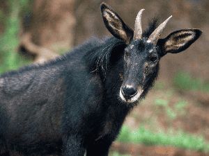 Ini Kambing Sumatera yang Nyaris Punah, Sempat Tertangkap Kamera Ini Kambing Sumatera yang Nyaris Punah, Sempat Tertangkap Kamera