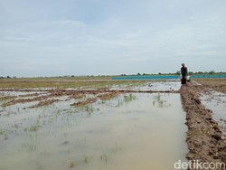 Ungkapan Petani Cirebon Masa Tanam Mundur Akibat El Nino