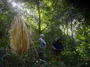 Investasi di Sektor Kehutanan Masih Minim, Ini Datanya