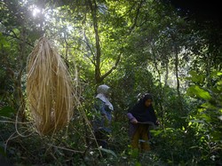 Investasi di Sektor Kehutanan Masih Minim, Ini Datanya