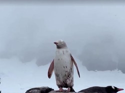 Penguin Putih Langka Muncul di Antartika