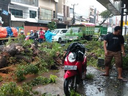 BPBD Catat 19 Pohon Tumbang di Makassar Hari Ini, 2 Mobil Tertimpa