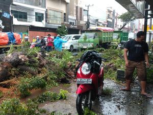 BPBD Catat 19 Pohon Tumbang di Makassar Hari Ini, 2 Mobil Tertimpa BPBD Catat 19 Pohon Tumbang di Makassar Hari Ini, 2 Mobil Tertimpa