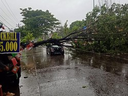 Pohon Tumbang Timpa Mobil di Jalan Perintis Makassar, Lalin Sempat Macet