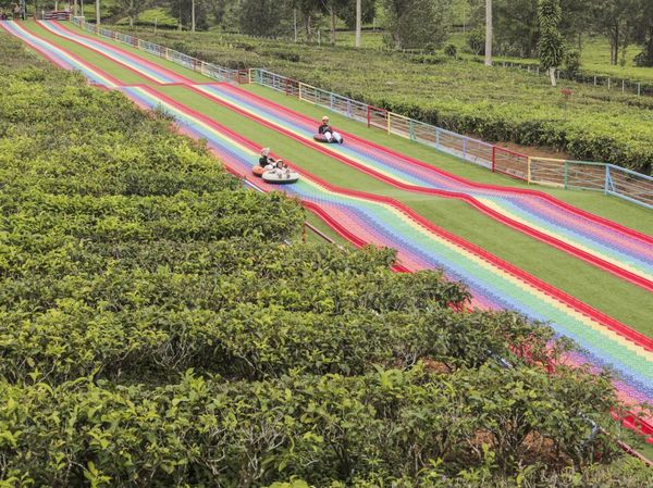 Menikmati Wisata Alam Kebun Teh Goalpara di Sukabumi