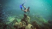 Pesona Wisata Bawah Air Pulau Cubagua yang Indahnya Kebangetan