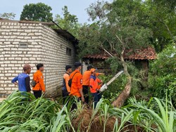 Angin Kencang Tumbangkan Pohon yang Timpa dan Rusak Rumah di Pamekasan