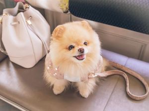 Anjing Pom yang Cerdas Mungil, Ini Ciri dan Karakternya Anjing Pom yang Cerdas Mungil, Ini Ciri dan Karakternya