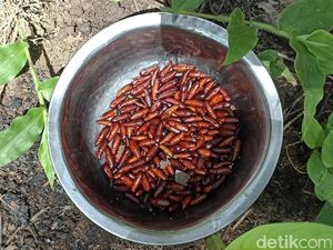 Ulat Jati Goreng, Kuliner Ekstrem Gunungkidul yang Lagi Musim Ulat Jati Goreng, Kuliner Ekstrem Gunungkidul yang Lagi Musim