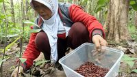 Warga Blitar Berburu Entung Ulat Jati Laku Rp 100 Ribu/Kilo