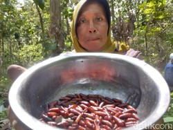 Sedang Musim Menyantap Ulat Jati, Apakah Halal Dikonsumsi Muslim?