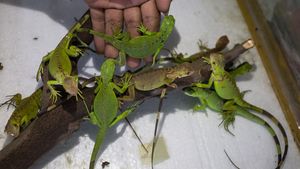 Panen Cuan dari Budidaya Iguana