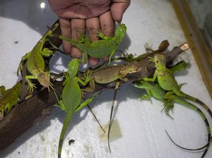 Panen Cuan dari Budidaya Iguana