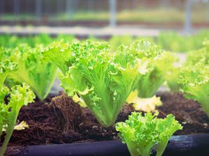 Ragam Ion dalam Tanah yang Dibutuhkan Tumbuhan, Apa Saja Manfaatnya?