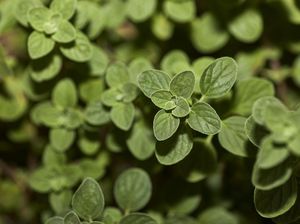 11 Tanaman untuk Mengusir Kucing, Jauhkan Anabul dari Rumah Tanpa Menyakiti