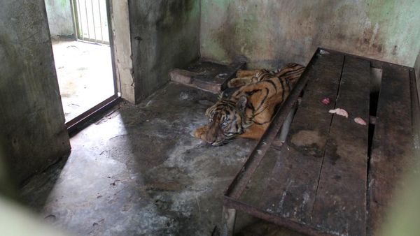 Kasihan, Harimau di Medan Zoo Sakit Parah Akibat Tidak Terawat