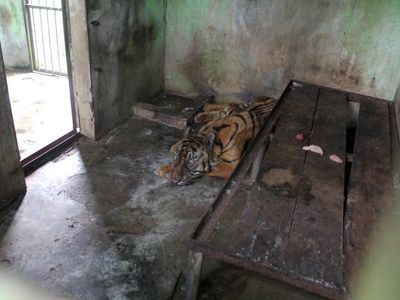 Kasihan, Harimau di Medan Zoo Sakit Parah Akibat Tidak Terawat