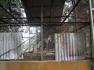 Harimau di Medan Zoo Mati Lagi, Pengelola Ungkap Penyebabnya Harimau di Medan Zoo Mati Lagi, Pengelola Ungkap Penyebabnya