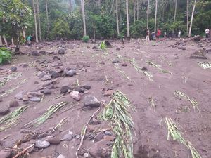 Lahan Pertanian  di Kaki Gunung Lewotobi Rusak Diterjang Banjir Lahar Dingin