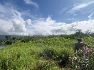 Nelayan Temukan Pulau Baru di Tengah Danau Kerinci, Bermula Tanah Hanyut
