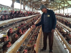 Peternak Ayam Petelur Lamongan Sambat Harga Pakan Terus Melambung