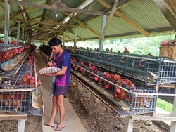 Peternak Ayam Petelur di Karangasem Menjerit gegara Jagung Rp 10 Ribu per Kg