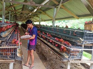 Peternak Ayam Petelur di Karangasem Menjerit gegara Jagung Rp 10 Ribu per Kg Peternak Ayam Petelur di Karangasem Menjerit gegara Jagung Rp 10 Ribu per Kg
