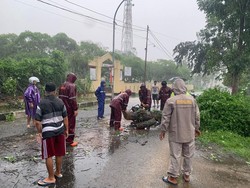 Pohon Tumbang di Jalan Widuri Boyolali Timpa Pemotor