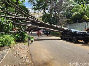 Ini Penyebab Pohon Besar di Jl Sriwijaya Jaksel Tumbang dan Timpa Fortuner