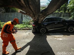 Jangan Panik! Kendaraan Rusak Kena Pohon Tumbang, Bisa Dapat Ganti Rugi