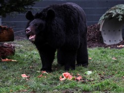Kabar Duka, Beruang yang Diselamatkan dari Ukraina Mati Trauma