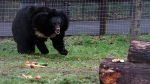 Potret Beruang Hitam yang Selamat dari Perang di Ukraina