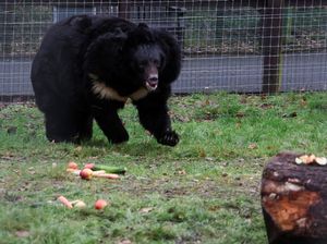 Potret Beruang Hitam yang Selamat dari Perang di Ukraina Potret Beruang Hitam yang Selamat dari Perang di Ukraina