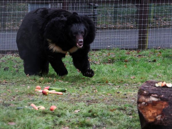 Potret Beruang Hitam yang Selamat dari Perang di Ukraina