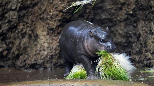 Potret Kuda Nil Langka Lahir di Kebun Binatang Ceko