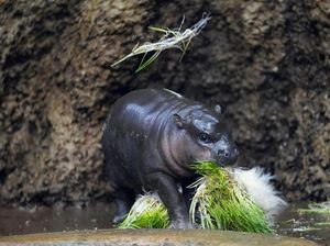 Potret Kuda Nil Langka Lahir di Kebun Binatang Ceko