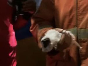 Pengalaman Pertama Sekaligus Lucu Damkar Kota Malang Evakuasi Marmut Gendut Pengalaman Pertama Sekaligus Lucu Damkar Kota Malang Evakuasi Marmut Gendut