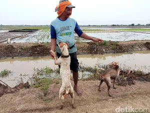 Profesi Unik Rumanto, Sang Pemburu Tikus Dibantu Anjing Kesayangan